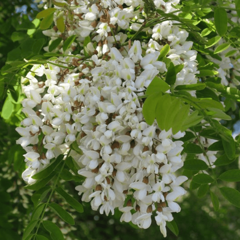 Grochodrzew Robinia akacjowa Akacja Cenny dla pszczół (C2)