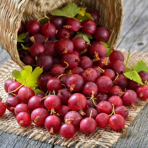 Agrest czerwony bezkolcowy Spine Free Plant Pack