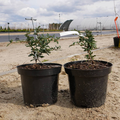 Berberys brodawkowaty zimozielony (C2)