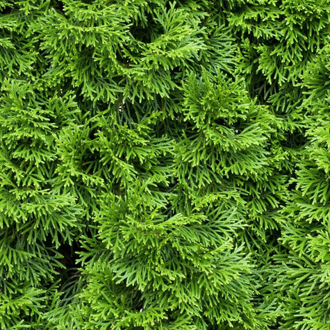 Thuja Tuja Żywotnik zachodni Columna (C2)