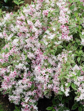 Krzewuszka cudowna Splendid (C2)