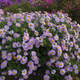 Aster krzaczasty Marjorie fioletowy (C2)