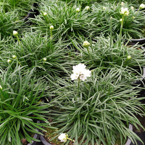 Zawciąg nadmorski Abbey White (C2)