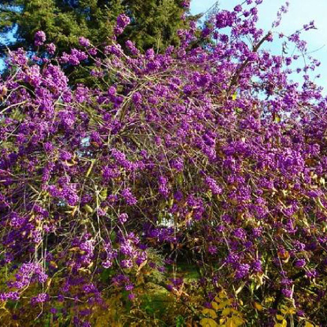 Pięknotka Bodiniera Magical Snow Queen (C2)