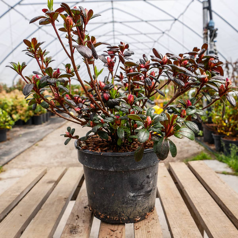 Azalia japońska Maruschka czerwona (C2)