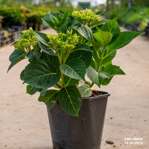 Hortensja ogrodowa Candy Heart Blue (C2)