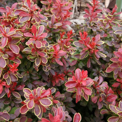 Berberys thunberga Špaček (Red Bird) (P9)