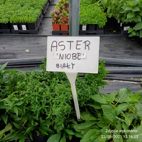 Aster krzaczasty Niobe (C2)