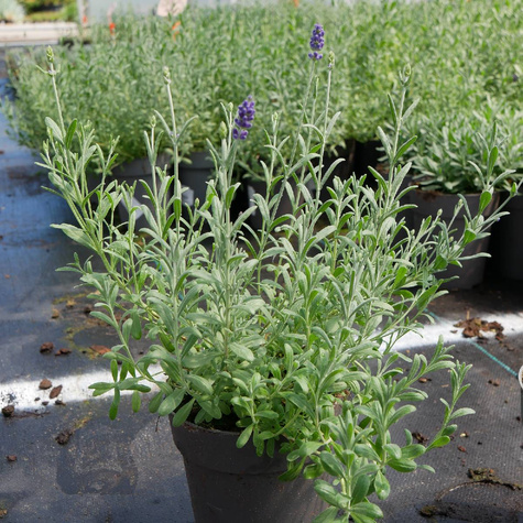 Lawenda wąskolistna Mix Blue and white Scent Early (C2)