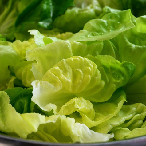 Sałata głowiasta masłowa Szansa średniowczesna1g