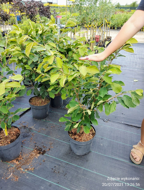 Oczar pośredni Arnold Promise (C2)