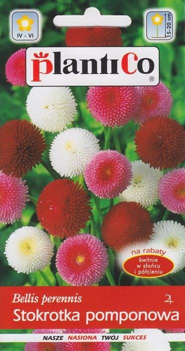 Stokrotka pomponowa mieszanka 0,1g Plantico