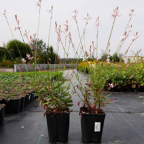 Gaura Gambit White (C2)