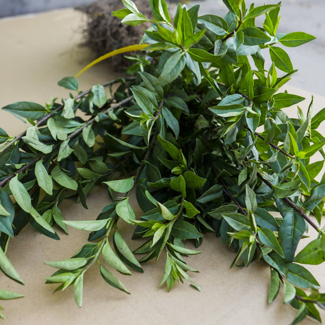 Ligustr  Zimozielony Atrovirens Wielopędowy PREMIUM SADZONKI Plant Pack