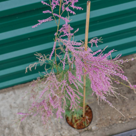 Tamaryszek francuski (C2)