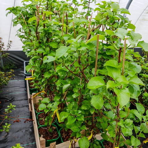 Hortensja pnąca (P9)