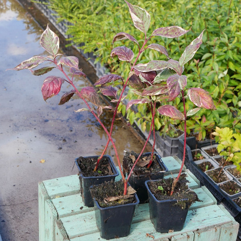 Dereń rozłogowy 'White Gold' (P9)