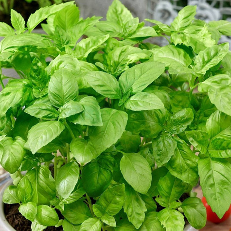 Bazylia pospolita zielona 1g