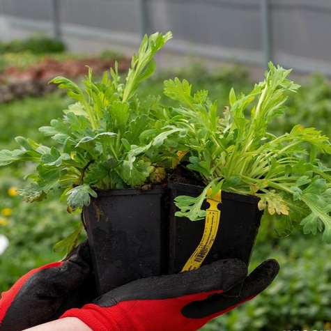 Mak syberyjski Champagne Bubbles Pink (C2)