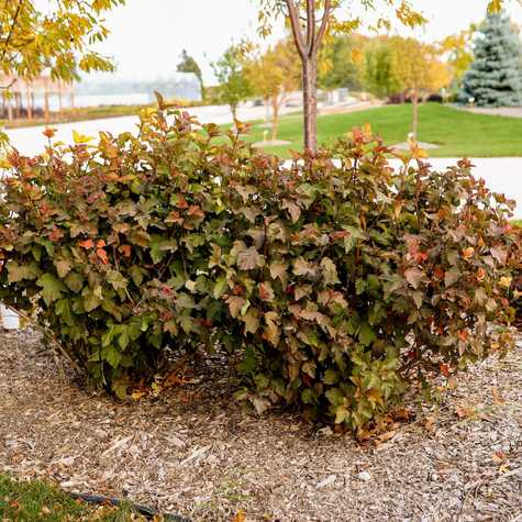 Pęcherznica kalinolistna Amber Jubilee (P9)