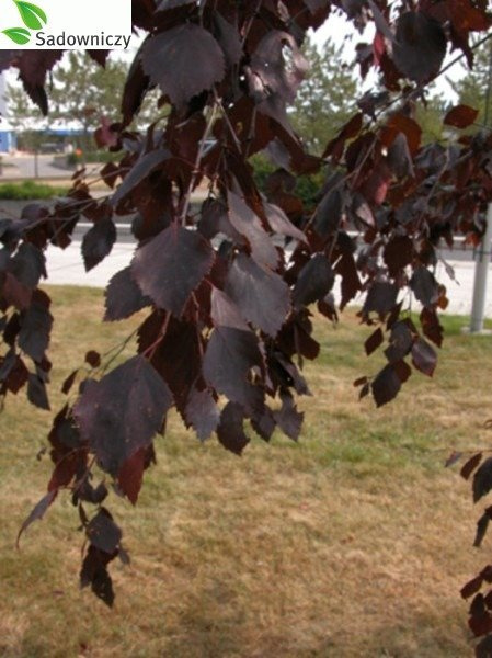 Brzoza brodawkowata Purpurowolistna szczepiona na pniu Pa100-120 H 120-180 obw. 12-14cm)