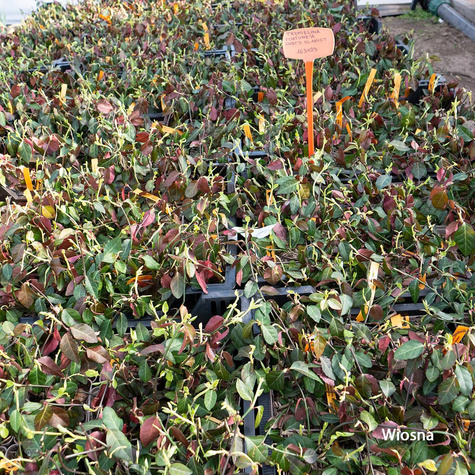 Trzmielina Fortune'a Dart's Blanket (C2)