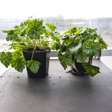 Żurawka ogrodowa Iced Green (C2)