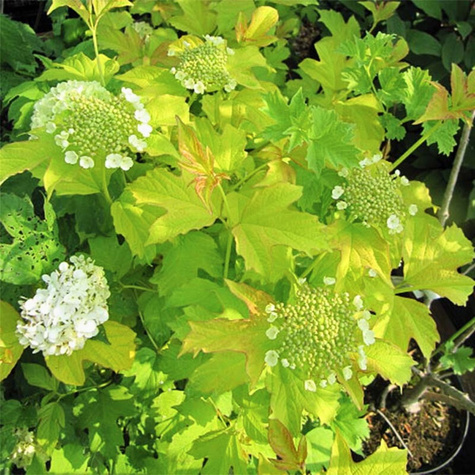 Kalina koralowa 'Park Harvest' (P9)