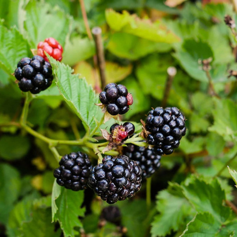 Jeżyna wielkoowocowa Triple Crown w doniczce