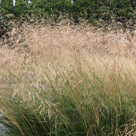 Śmiałek darniowy Schottland (C2)