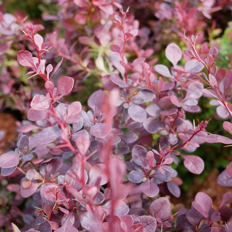 Berberys Thunberga Atropurpurea (C2)