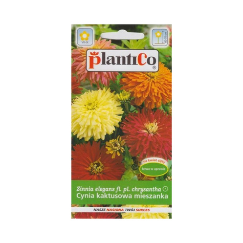 Cynia wytworna chryzantemowa kaktusowa mieszanka Plantico 1 g