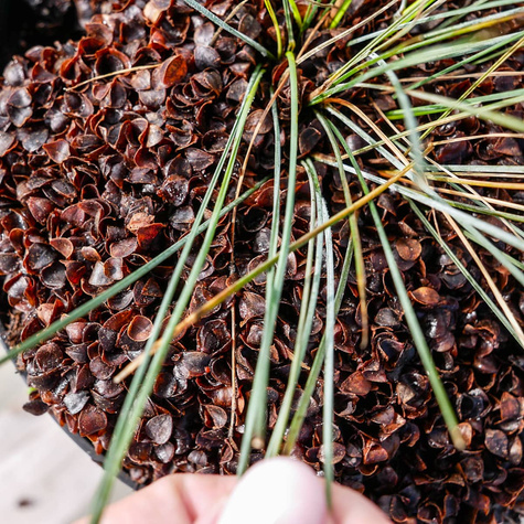 Kostrzewa popielata sina Festina (C2)