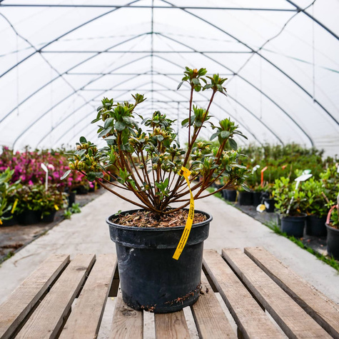 Azalia japońska Isabel (C2)