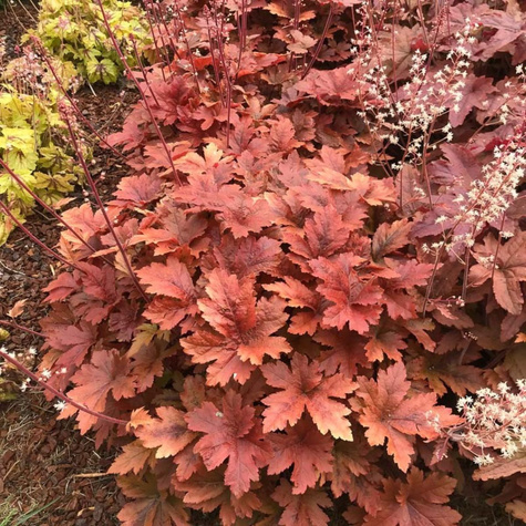 Żuraweczka Sweet Tea (C2)