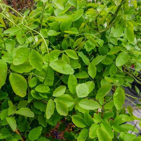 Akebia trójlistkowa (C2)