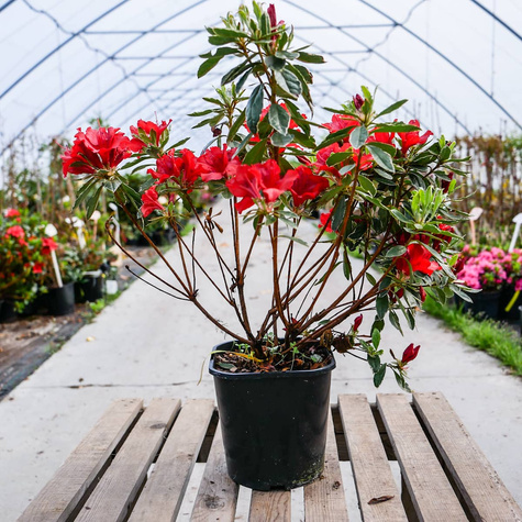 Azalia japońska Silver Queen (C2)