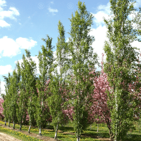 Brzoza brodawkowata Fastigiata (C2)