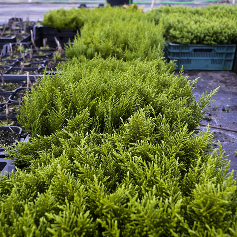 Hebe ochrowa 'James Stirling'