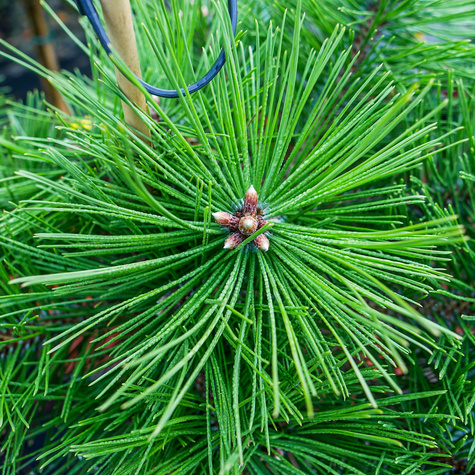 Sosna czarna Agnes Bregeon na pniu