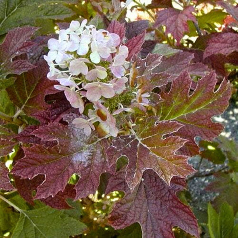 Hortensja dębolistna Burgundy (C2)
