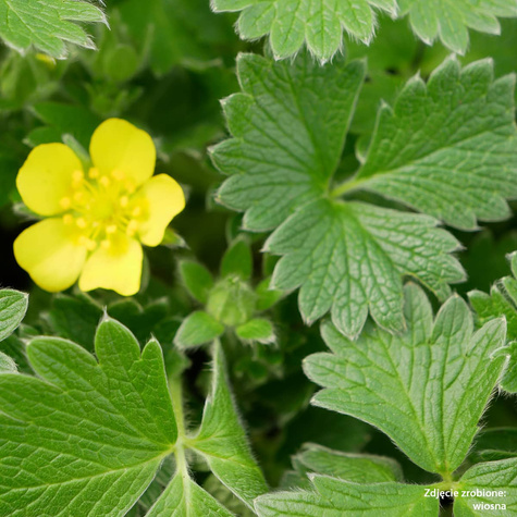 Pięciornik poziomkowaty wielkokwiatowy