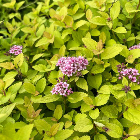 Tawuła japońska Sundrop (C2)