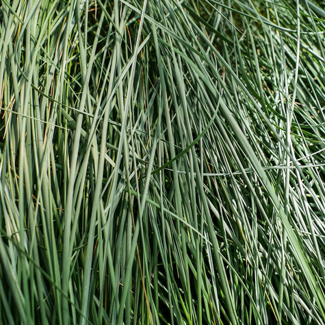 Piaskownica Zwyczajna (C2)