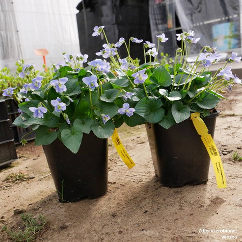 Fiołek motylkowaty Freckles (C2)
