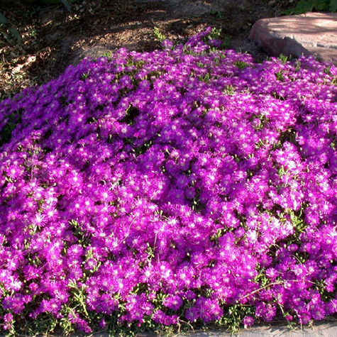 Przypołudnik Coopera Table Mountain (P9)