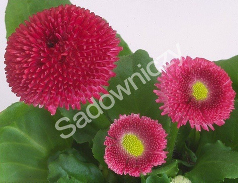 Stokrotka trwała czerwona 0,1 g