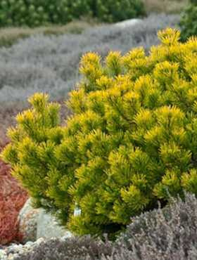 Sosna kosodrzewina Carsten Pa 80