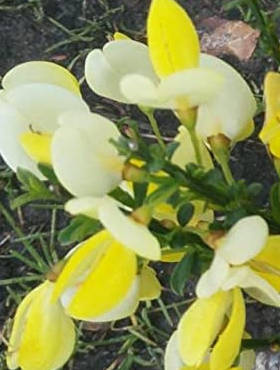 Szczodrzeniec Żarnowiec Miotlasty Kwarc (C2)