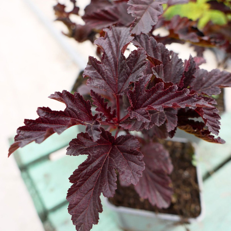 Pęcherznica kalinolistna Sweet Dream (P9)